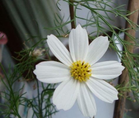如何正确处理波斯菊开花后（波斯菊花盆管理知识）