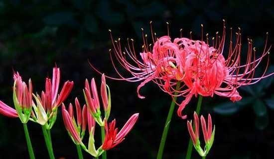伤心的花花语（彼此却无法相遇）
