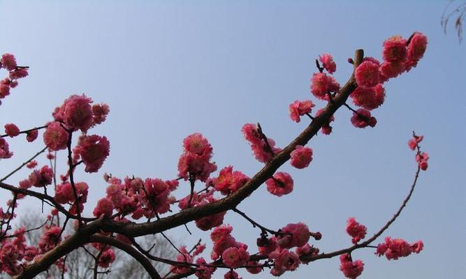 无私奉献的花（以鲜花为媒介）