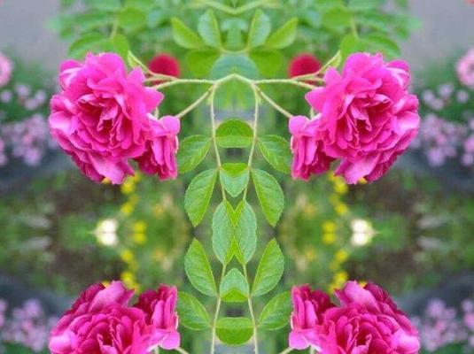 花语告白（绽放的思念）
