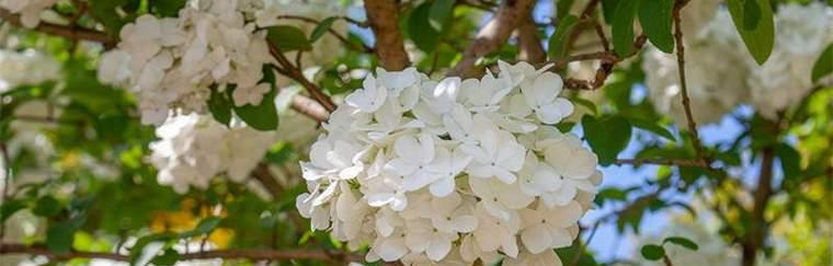 新生之花（以花语表达新生的含义与象征）