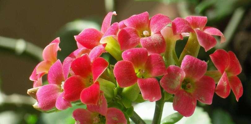 幸福的花——花语传递幸福（用花语传递幸福的意义与方式）