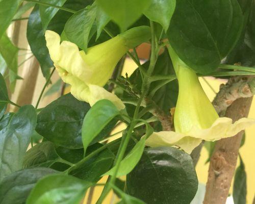 幸福的花——花语传递幸福（用花语传递幸福的意义与方式）