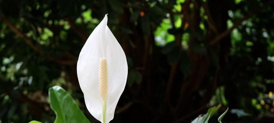 幸运花与花语的奥秘（揭开幸运花的神秘面纱）