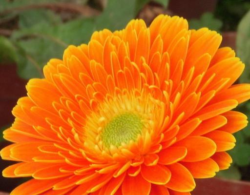 幸运花与花语的奥秘（揭开幸运花的神秘面纱）