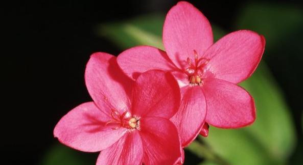忧伤的花（以花语表达悲伤的情感）