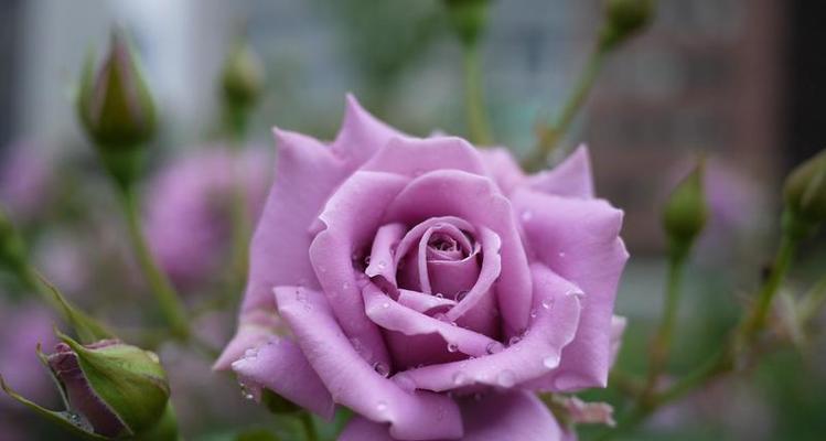 忧郁的花——探寻花语中的忧郁之美（绽放在悲伤中的花朵）