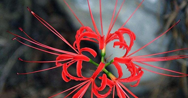 以表示原谅的花花语是代表原谅的花（传递宽恕之意）