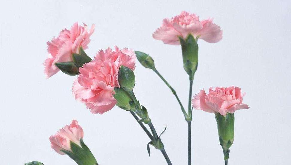 致敬师恩，花开教育之路（尊敬老师的花语与深意）