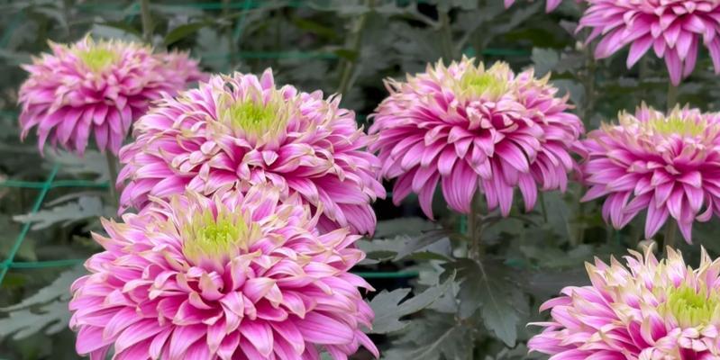 花之尊重（用花语传递尊重之美）
