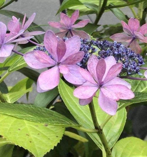 遵守时间的花——如何用花语传达对时间的尊重（以花语为媒介）