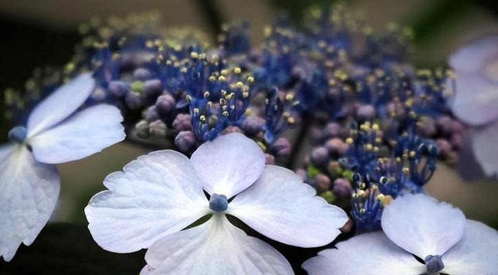 花的花语与不同颜色的含义（探索花的花语）