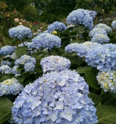 花的花语与不同颜色的含义（探索花的花语）