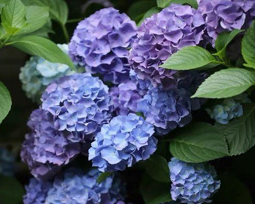 花的花语与不同颜色的含义（探索花的花语）