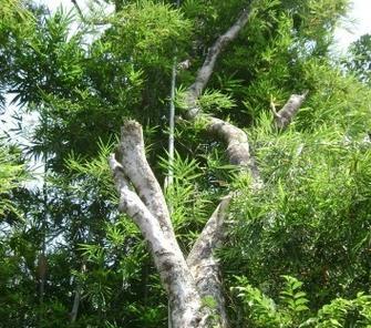 沉香树的风水作用与寓意（解读沉香树的风水功效）