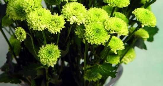 雏菊的花语和寓意（雏菊花语与象征的深层意义）