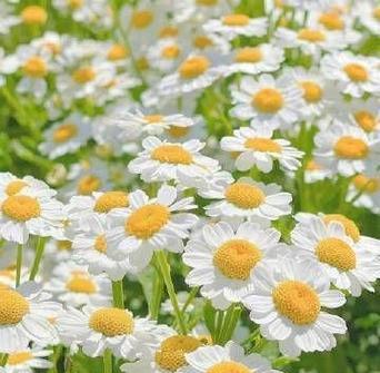 雏菊的花语和寓意（雏菊花语与象征的深层意义）