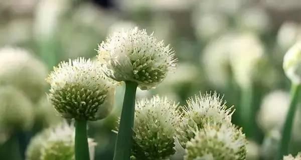 葱花盛开，寓意美好未来（以葱开花）