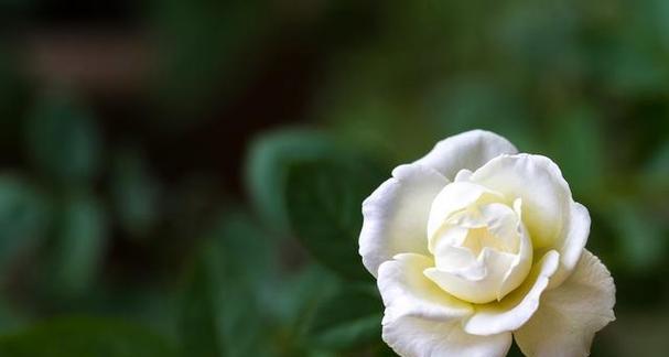 花开纯洁的爱情（以代表纯洁爱情的花为主题的探讨）