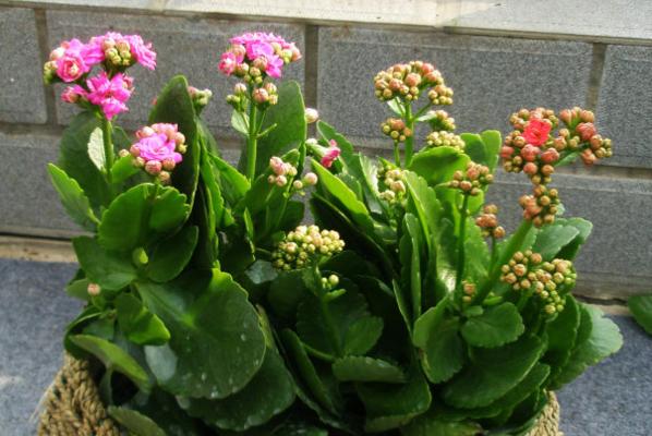 四季花开，缤纷花海（以代表四季性的花为主题）