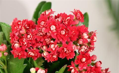 花开学业有成（踏上成功之路的15个关键花语）