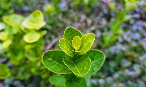 植物之美（探索植物世界中的坚韧与奇迹）