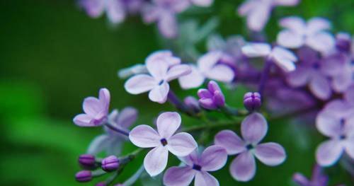 丁香花的花语及其含义（揭开丁香花背后的深意）