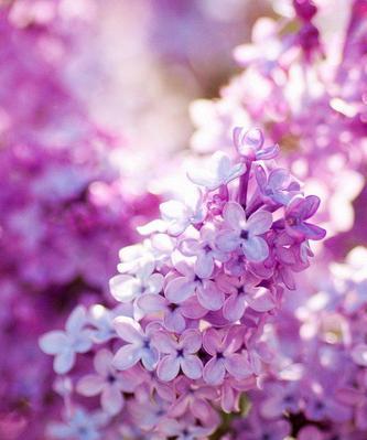 丁香花的花语及其含义（揭开丁香花背后的深意）