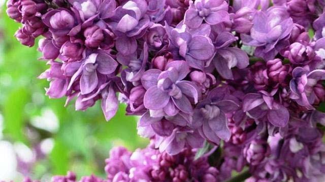 丁香花花语的神秘之美（揭开丁香花背后的五大代表意义）