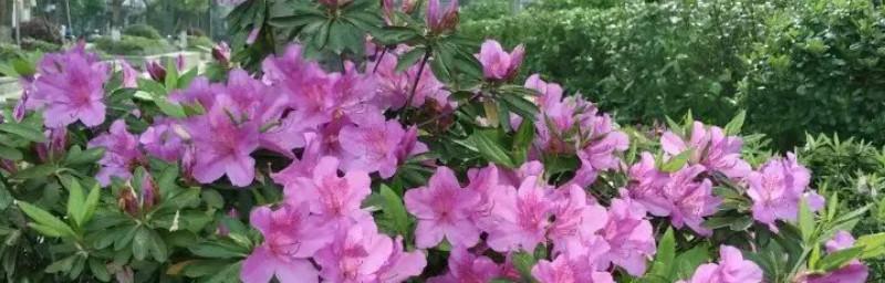 杜鹃花的花语象征与寓意（探索杜鹃花的花语与内涵）