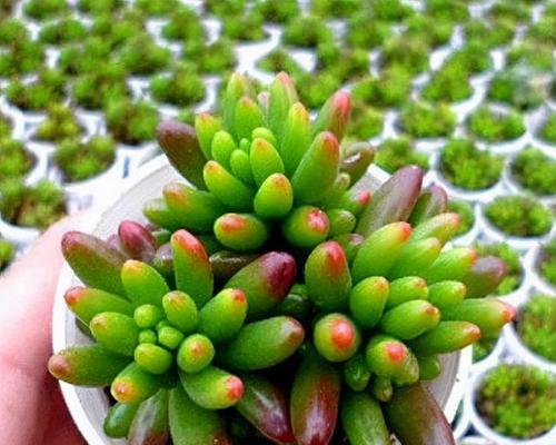 多肉植物的象征意义（探索多肉植物的内涵与表达）