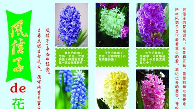 粉蝶花的花语之美丽与幸福（呈现花开花落间的悦动）