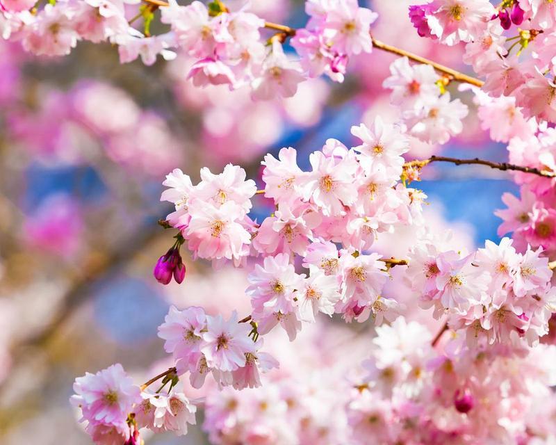 粉色樱花的花语传递（探寻粉色樱花代表的情感与意义）