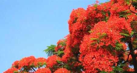 凤凰花的花语与象征意义（探究凤凰花所代表的情感和寓意）