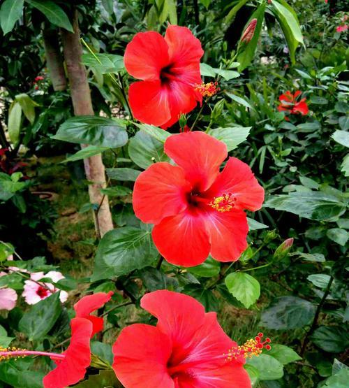 以扶桑花见证生命之美（扶桑花的象征意义与寓意）