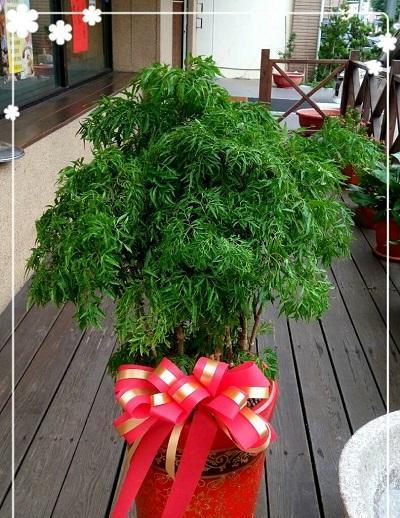 以富贵树开花，花开寓意如何（揭开富贵树开花的花语与象征）