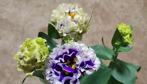 鸽子花的花语传递的含义是什么（探索鸽子花的神秘语言）