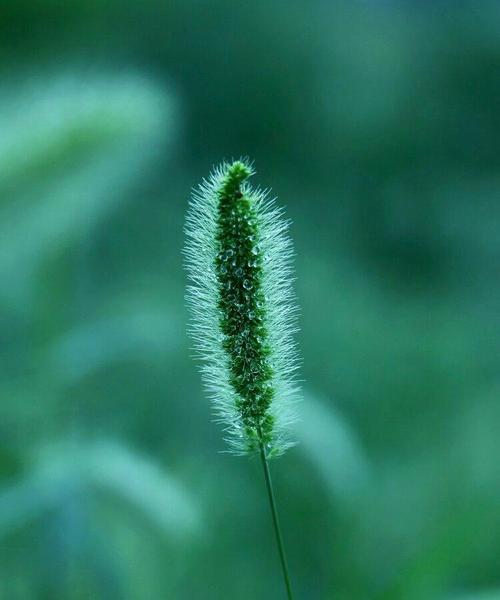 狗尾巴花的意义与象征（揭秘狗尾巴花的神奇背后）