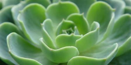 观音莲花语象征与寓意（莲花开放着什么样的秘密）