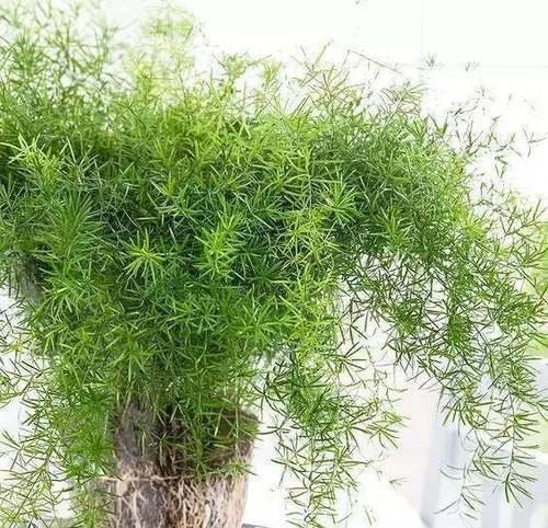 室内养殖鹅掌花的方法与技巧（打造居家绿色环保的理想选择）