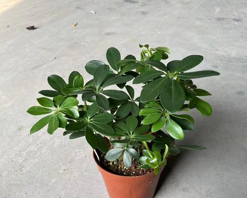 鹅掌木掉叶子怎么办（治理鹅掌木掉叶子的方法和技巧）