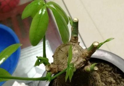 鹅掌藤的修剪技巧（掌握剪枝方法）