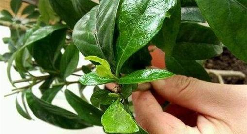 枙子花冬季剪枝的正确方法（剪枝时间）