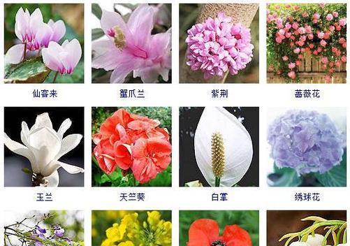 枙子花的四季浇水之道（春夏秋冬）
