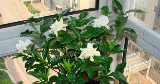枙子花的四季浇水之道（春夏秋冬）
