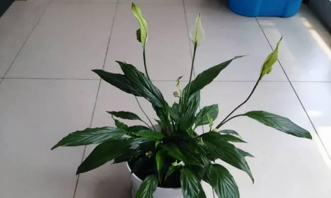 儿童卧室必备（打造绿色安全的宝宝居住环境）