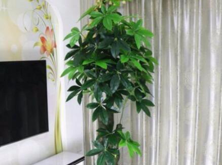 发财树放在什么位置好（室内植物养护指南）