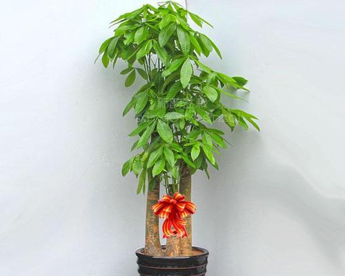比较发财树和幸福树的养护技巧及优缺点（比较发财树和幸福树的养护技巧及优缺点）