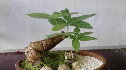 如何正确浇水让发财树长得更健康（掌握浇水时间和方法）