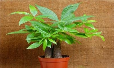 发财树开花后的处理方法（如何让发财树更健康地成长）